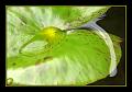 © Bloemen en planten 4 